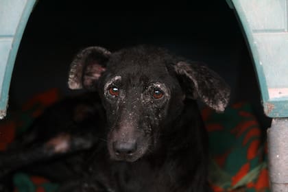 Al lado de la pitbull esperaba un perro negro, flaco y lastimado.