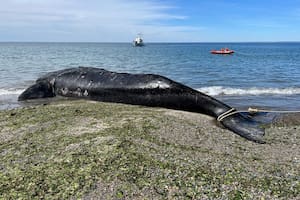 Un cambio en el agua en Golfo Nuevo genera expectativas de que concluya la mortandad de ballenas