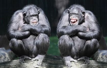 Al menos 65 especies de animales emiten sonidos similares a la risa cuando juegan o incluso cuando les hacen cosquillas
