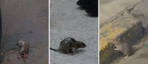 Denuncian que cada vez hay más ratas en Buenos Aires: los barrios complicados y sus lugares “preferidos”