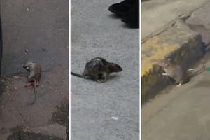 Al menos seis empresas de fumigación consultadas por LA NACION advirtieron en el último tiempo sobre un aluvión de consultas y trabajos debido a lo que marcan como un crecimiento poblacional de las ratas