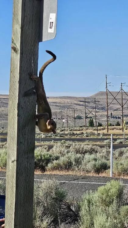 Al momento de ser rescatado el animal estaba trepando por un poste de madera en un área de descanso de Selah Creek al sureste de Yakima