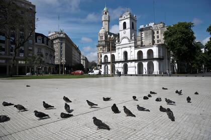 Al no haber gente, las palomas pueden descansar tranquilas en la Plaza de Mayo