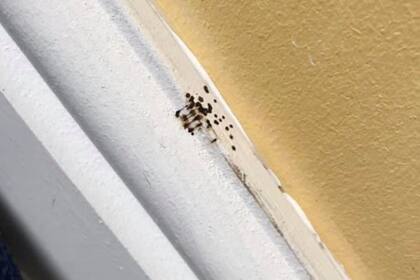 Al parecer, la mujer tenía insectos indeseados