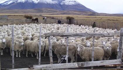 "Al perforar la barrera, hace rever esos convenios sanitarios y puede terminar en que no se pueda exportar más cordero, oveja y capón patagónico. En vez de corregir para arriba, corrigieron para abajo. Hay un enorme malestar de todas las federaciones de la Patagonia", advirtieron