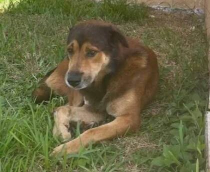 Al perrito abandonado lo bautizaron Salvatore