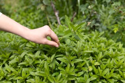 Al podar, lo que antes era un tallo solitario se convierte en una estructura más compacta, densa y atractiva