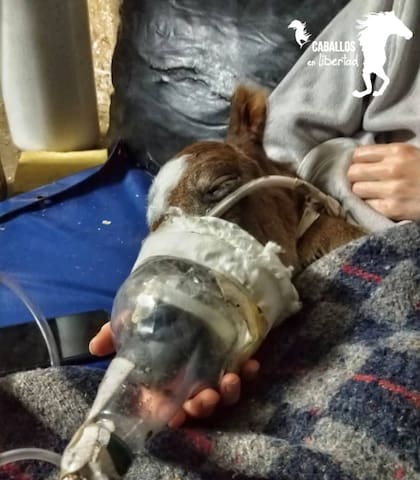 Al potrillo le colocaron una mascarilla de oxígeno que lo ayudó a respirar por 30 días.