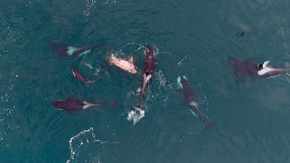 Al principio creyeron que era un ballenato blanco, pero después se dieron cuenta que le estaban arrancando la piel entre dos o tres orcas