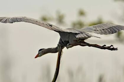 Al principio el fotógrafo creyó que la anguila había mordido el cuello de la garza, pero luego logró entender qué había sucedido en verdad