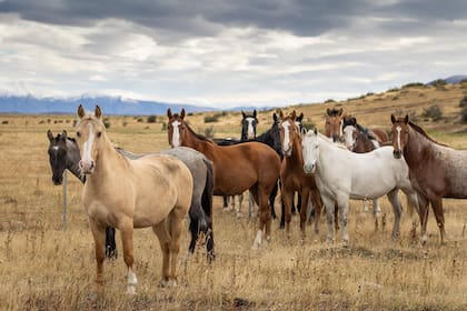 Al principio el jinete montaba “en pelo”, o sea sobre el lomo del animal directamente, a lo indio; luego vino el “pelero”, una manta tejida que va debajo de la silla de montar, sobre el lomo para absorber el sudor del caballo