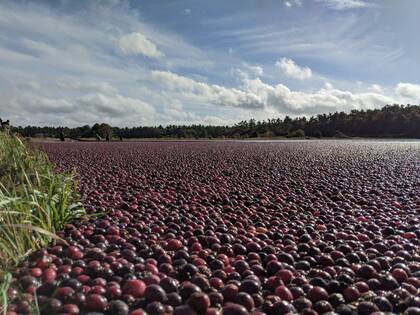 Al principio, la recolección de arándanos era muy laboriosa, ya que los agricultores y sus familias tenían que recolectar cada baya a mano