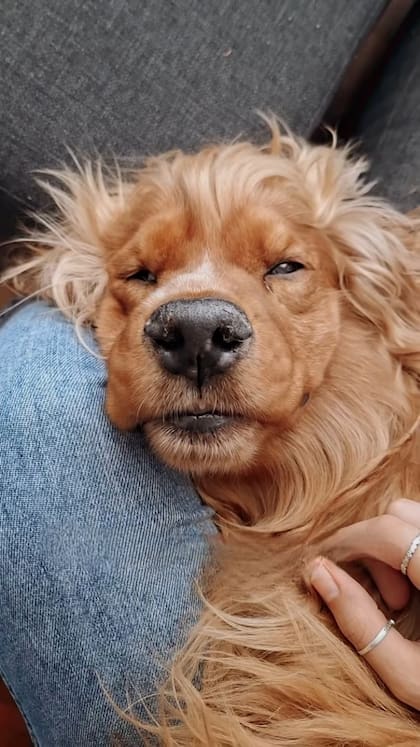 Al principio, Pelusa estaba asustado, pero luego comprendió que Victoria solo quería ayudarlo.