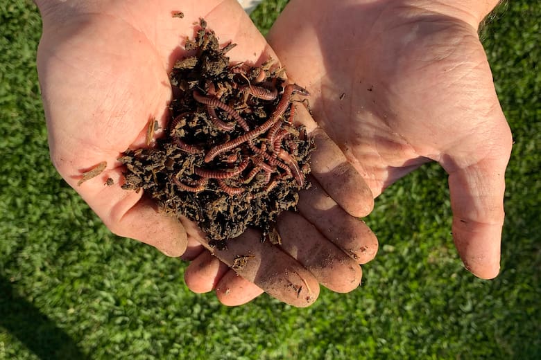 De vender lombrices a crear un vivero con café