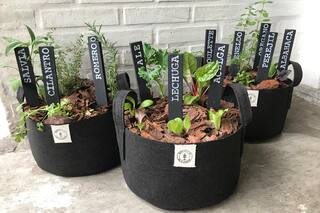 Aprendé a hacer tus propias plantas aromáticas a partir de estos simples consejos