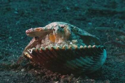 Al pulpo le consiguieron un hogar mejor