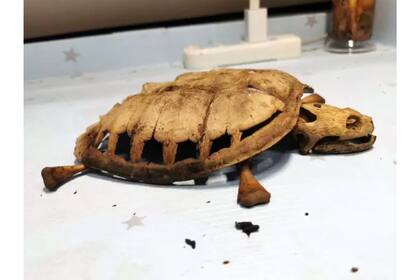 Al regresar al campus universitario, Lin encontró los restos momificados de su tortugo