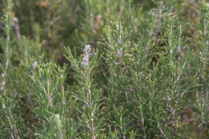 Al romero, es bueno reservarle un lugar en el cerco porque es muy atractivo para las abejas y protege de los vientos a los otros cultivos