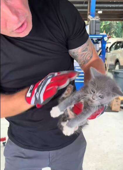 Al sacar a la gatita del motor se sorprendieron con su belleza (Captura: @royaltyautoservice)