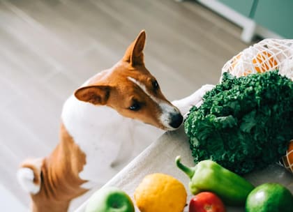 Al ser omnívoros, los perros son capaces de asimilar los nutrientes de las verduras