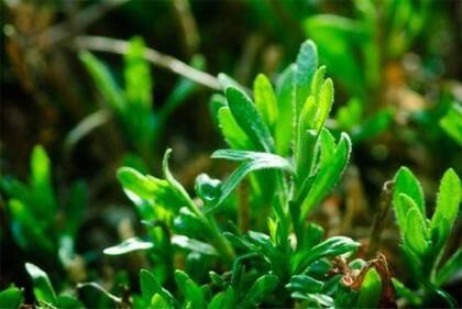 Al ser utilizada en platos como pollo, pescado o en aderezos, el estragón puede activar el sistema digestivo debido a su composición de aceites esenciales (Imagen de Pinterest)