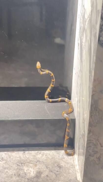 Al tiempo que Anderson mostró la víbora, detrás se escucharon los gritos de miedo y las risas que generó la situación