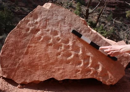 Al ver la roca al lado del sendero, las marcas llamaron la atención de los geólogos