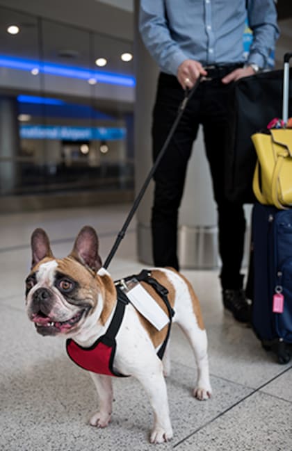 Al viajar con animales se requieren una serie de documentos, como un certificado de salud