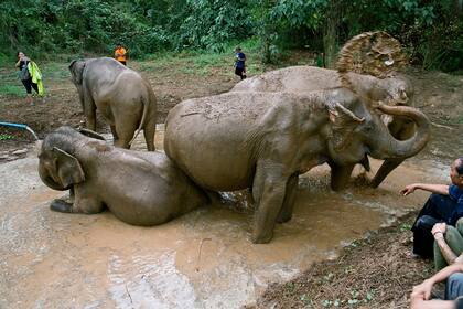 Al visitar sitios para observar elefantes en vida libre no sólo se combate el turismo de explotación, sino que se apoya a las comunidades locales y se ayuda a mantener el hábitat de esta especie