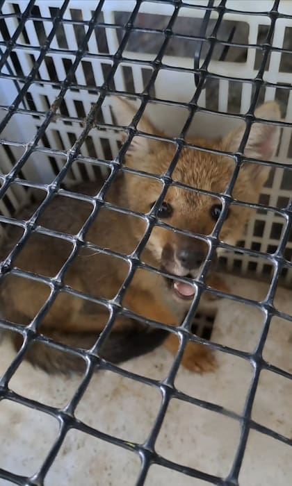 Al zorro lo rescataron con ayuda de un copo para mamíferos.