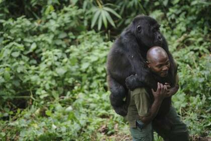Alan Goodall cree que los gorilas están "demasiado habituados" a los seres humanos, lo que puede ser peligroso si son reinsertados en su hábitat