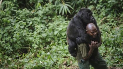 Alan Goodall cree que los gorilas están "demasiado habituados" a los seres humanos, lo que puede ser peligroso si son reinsertados en su hábitat