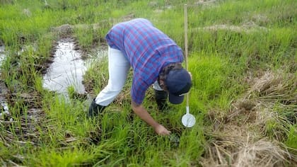 Alarcón-Elbal recogiendo muestras en República Dominicana. Para el entomólogo, "la introducción del Ae. vittatus puede representar un cambio en el escenario epidemiológico de enfermedades endémicas como el dengue, añadiendo un grado más de complejidad en su control"