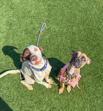 Alaric es uno de sus mejores amigos.