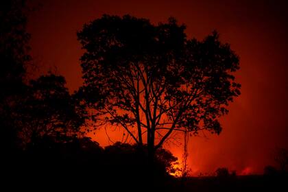 El Pantanal de Brasil sufre un récord histórico de incendios