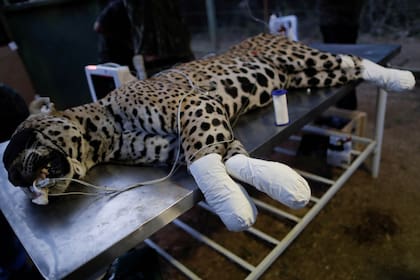 Amanaci, atendida por las heridas en sus patas