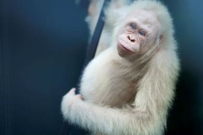 Alba atravesó un delicado proceso de recuperación y adaptación