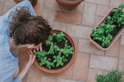 Albahaca. Una aromática que es preferible consumir fresca, ya que disecada pierde sus cualidades; recién cosechada, duplica su aroma y sabor.