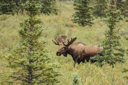 Alces y osos son fáciles de ver en Alaska.