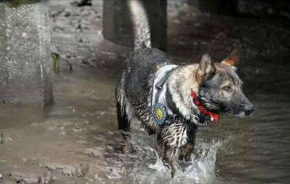 Alcón participó de varias investigaciones