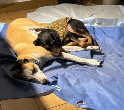 Aldo apareció con signos evidentes de sarna, un chalequito gastado y un collar.