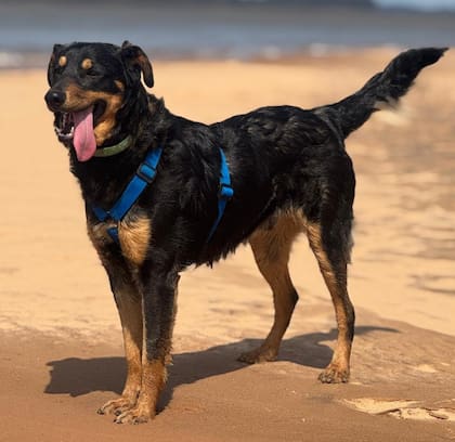 Aldo es experto en hacer pozos.