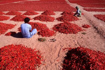 Aldo Sessa. En uno de sus múltiples viajes por el mundo el fotógrafo presenció en 2000 la selección de pimientos en Rajastán, imán de viajeros en la India