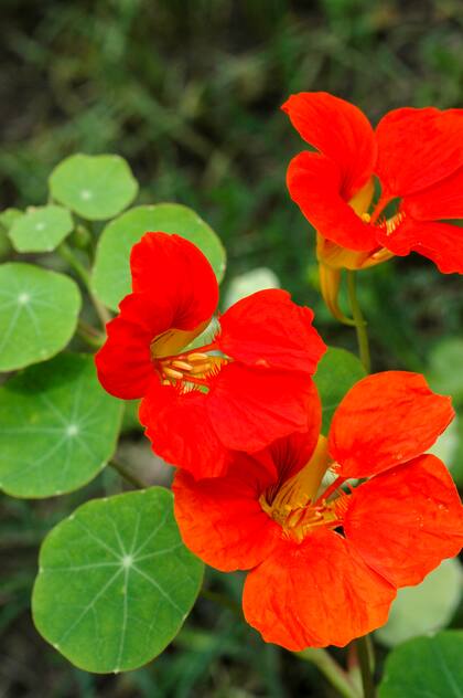 Alegres y comestibles, las taco de reina son amigas de los arreglos florales.
