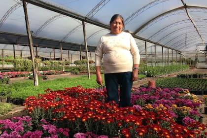 Alegrías del hogar, petunias, crisantemos, ficus, potus y lazos de amor abarrotan el invernadero de Felipa Flores