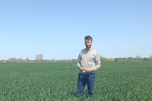 De cara a la siembra, los productores de trigo y cebada están entre el alivio y la cautela