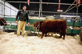 Después de más de 120 años, volvió a la Argentina una raza bovina “extremadamente mansa”