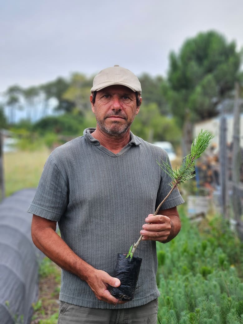 El pino piñonero de la Costa Atlántica que conquista Europa a 100 euros el kilo