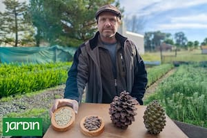 La historia del ingeniero forestal que apostó 25 años a un sueño y ya lo produce en la Argentina