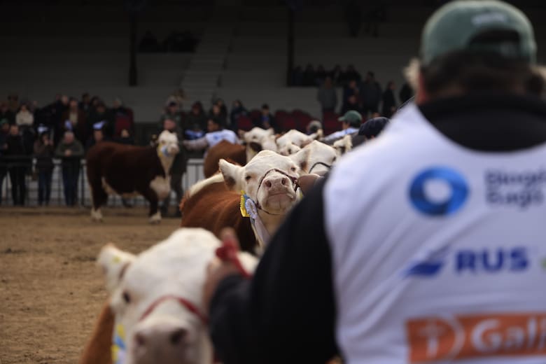 Muñeca brilló en Palermo: una ternera Hereford se consagró Gran Campeón Hembra en la Expo Rural 2025